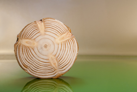 Single polished pine saw cut stands on glossy green surface and beige background behind him.の写真素材