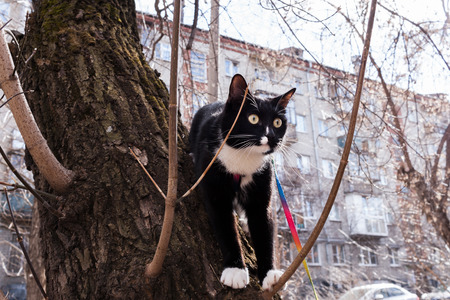 Black and white cat with breast-band is sitting in tree on dwelling house background in early spring.の写真素材