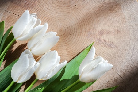 Five white tulips lie lower left on large transverse wooden saw cut.の写真素材