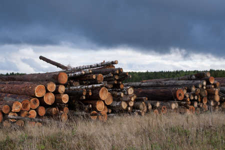 Autumn landscape. Warehouse of felled trees and dry grass under gloomy overcast sky.