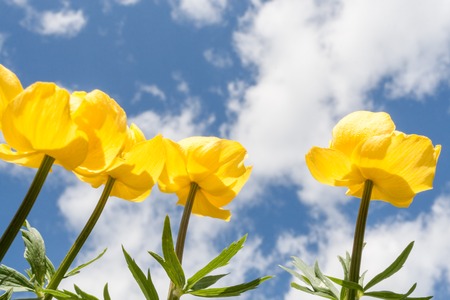 Four yellow globe-flowers aspiring to sky. Lower shooting point.の写真素材