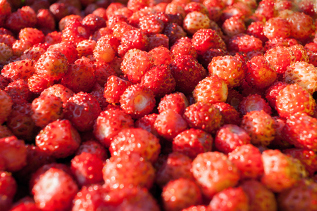 A lot of red ripe berries of wild strawberry close-up.の写真素材