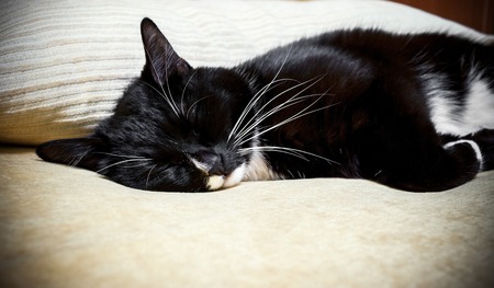 Black-and-white cat sleeps on beige sofa.の写真素材