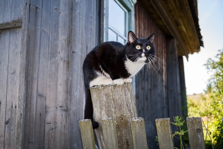 Beautiful young black and white cat sits on wooden post near wooden village house.の写真素材