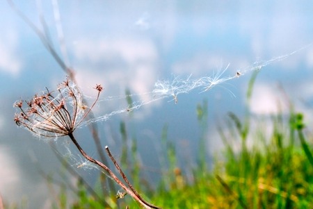 Dried blade of grass and cobweb is fluttering in wind on blurred background of grass and river water.の写真素材