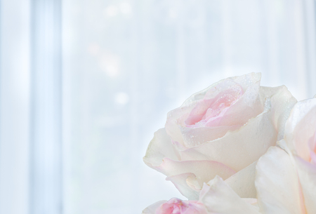 Delicate pale pink roses in the right side near the window.の写真素材