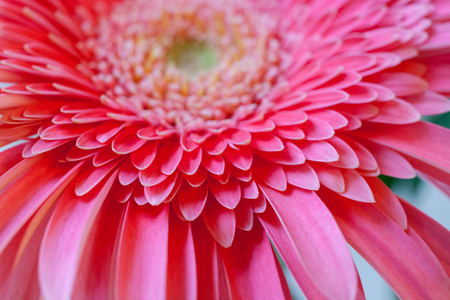 Natural floral background with soft focus. Close-up part of flower pink gerbera with petals.の写真素材