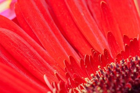 Close-up diagonal big and small petals of red flower gerbera. Natural floral background with selective focus.の写真素材