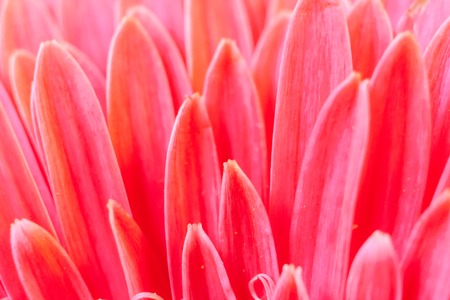 Close-up  vertical pink petals of flower gerbera. Floral background with soft focus.