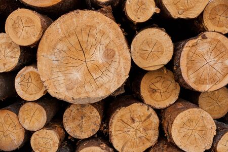 Heap of numbered felled coniferous trees with a lot of microcracks.の写真素材