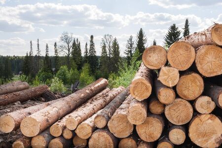 Pile of numbered felled coniferous trees is lying on the ground.