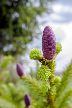 Close-up young purple fir cone on spring green spruce twig in the foreground.の写真素材