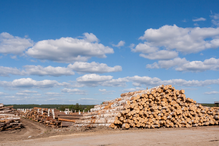 Large warehouse of roundwood and heap of stasked birch logs in the foreground.の写真素材