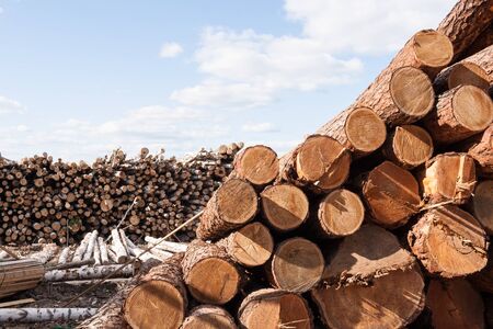 Piles of felled trees is lying on the ground at large warehouse.