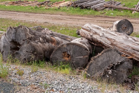 Large old weathered logs are lying on grass.の写真素材