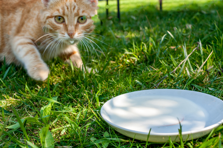 Carroty scared tabby cat jumped from bowl of milk and looking at camera.の写真素材
