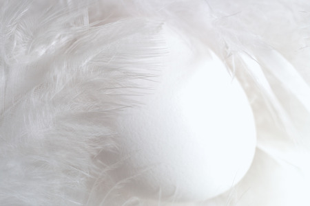 One white egg is lying among soft fluffy white feathers.の写真素材