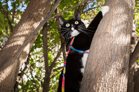 Beautiful black and white cat on harness with sticking whiskers and wide-open eyes is climbing at a tree in sunny summer evening.の写真素材