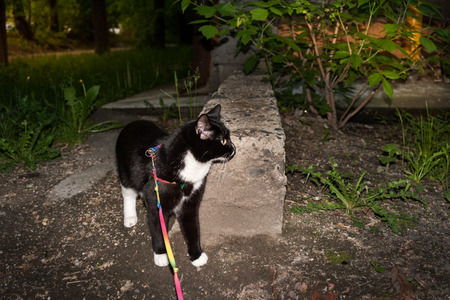 Black and white cat is walking on the harness on city courtyard in sunny summer evening.の写真素材