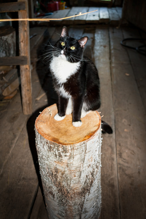 Black and white cat is sitting on birch wooden stump and looking at wooden twig in village yard.の写真素材
