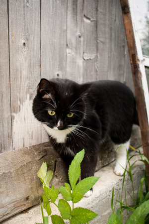 Black and white cat is standing near old wooden wall of the village house in a summer day.の写真素材