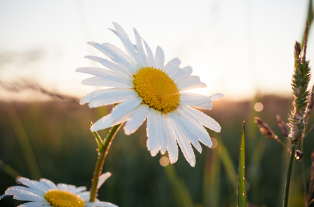 Close-up big white chamomile with morning dew in dawn backlight.の写真素材