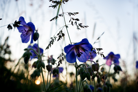 Summer rising sun and the purple flowers of meadow geranium close-up in the foreground.の写真素材
