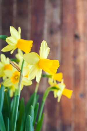 Spring Easter's yellow daffodils on old rustic wooden background. Selective focus.の写真素材