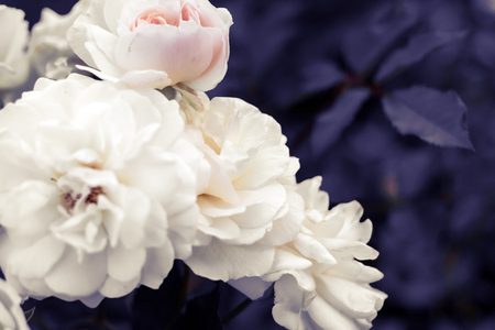 Surreal floral background. Pale white-pink roses on the purple foliage background.の写真素材