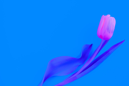 Surrealistic floral background. One bright pink tulip with purple leaves on blue background with copy space.の写真素材