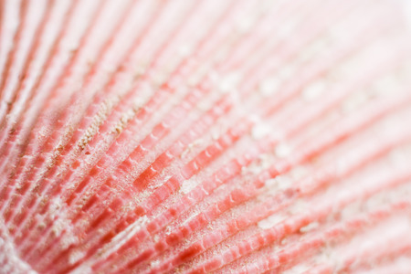 Natural abstract background. Close-up part of surface of bright pink seashell with relief strips....