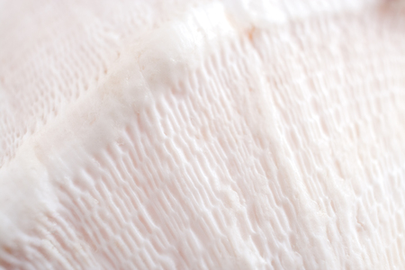 Natural abstract background. Close-up cellular structure of white seashell.  Diagonal view. Selective focus.の写真素材