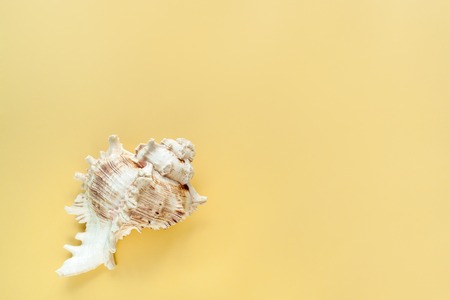 Minimalistic pastel yellow background with graceful textured seashell on the left and copy space.の写真素材