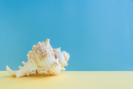 Pastel minimalism. One graceful seashell is lying on yellow surface on blue background.