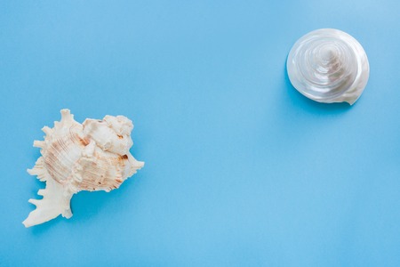 Minimalistic pastel blue background with two seashells with copy space in center. Top view.