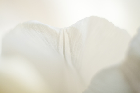 Macro abstract white background of tulip petal with soft focus. Wallpaper, cover, background.の写真素材