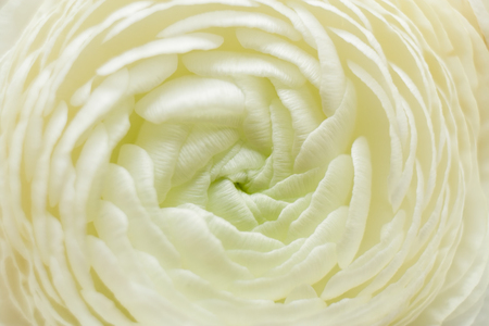 Macro white flower of Ranunculus as background.