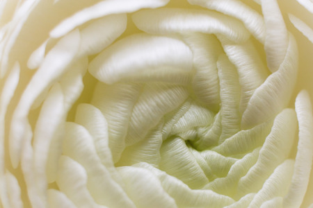 Macro abstract of white flower Ranunculus.の写真素材