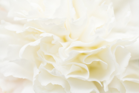 Macro abstract of white carnation petals. Soft focus.の写真素材