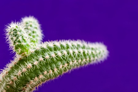 Close-up green cactus as animal head on trendy violet background with copy space.の写真素材