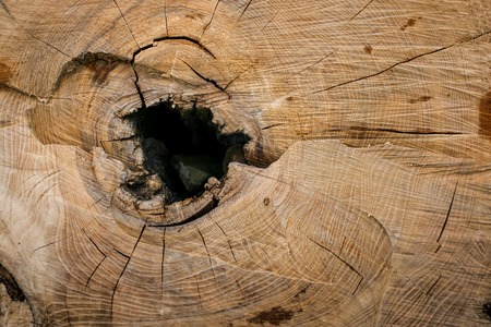 Close-up cross-cut wood with annual rings, cracks and hole in center.の写真素材