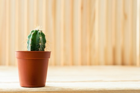 Close-up small cactus in brown flower pot is standing on light wooden rustic table.の写真素材