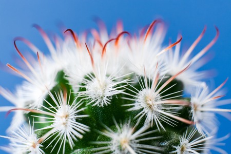 Close-up top part of elegant Echinocereus cactus with white thorns on blue background.の写真素材