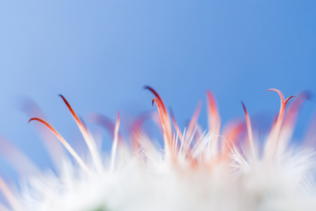 Abstract background with soft focus of macro white thorns and orange leaves of cactus on blue...