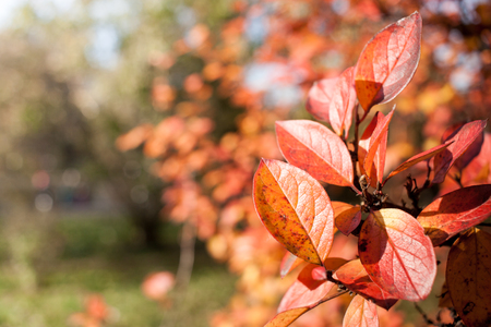 Blurred autumn forest with selective focus on bright orange leaves in the foreground.
