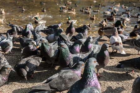 Close-up large flock of pigeons and ducks. Selective focus on two pigeons.の写真素材
