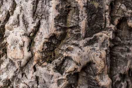 Close-up relief brown natural cork tree bark as background.の写真素材