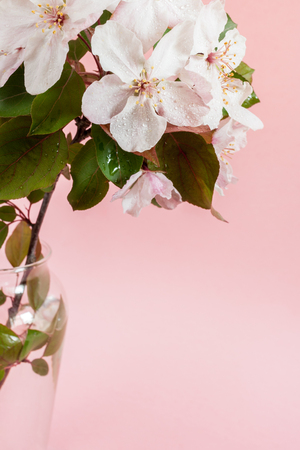 Close-up part of wet twig of pink apple tree standing in glass vase on pale pink background.の写真素材