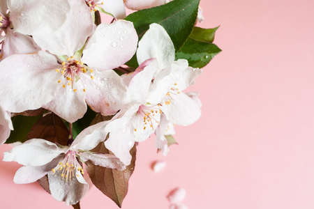 Close-up top view of wet pink apple flowers standing in glass vase on pale pink background.の写真素材