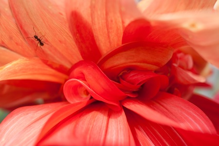 Close-up petals of red Dahlia. Floral abstract background.の写真素材